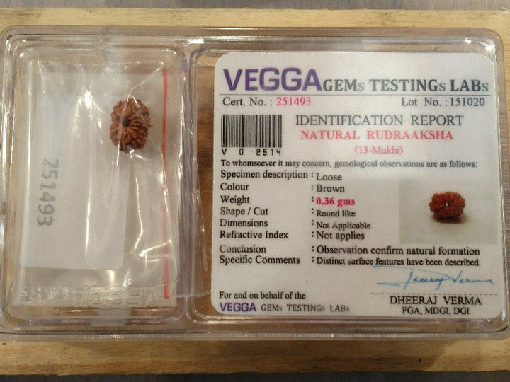 Rudraksha certificata - 13 Mukhi 0,36gr
