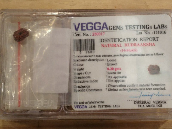 Rudraksha certificata - 14 Mukhi 0,2gr