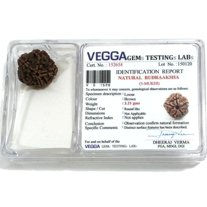 Rudraksha certificata - 5 Mukhi 3,21 gr