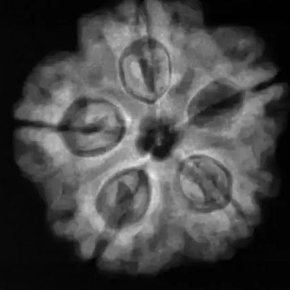 Certified Rudraksha - 2 Mukhi 3.81gr