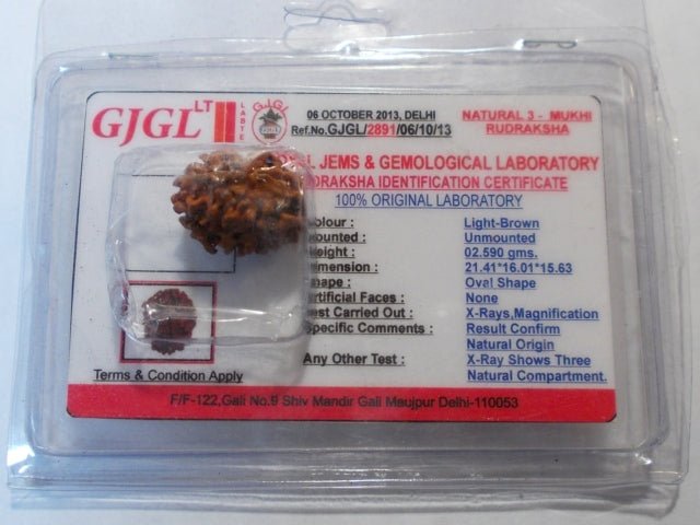 Rudraksha certificata - 3 Mukhi 2,59 gr