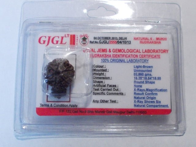 Rudraksha certificata - 5 Mukhi 2,86gr