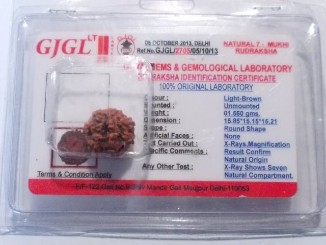 Rudraksha certificata - 7 Mukhi 1,66gr