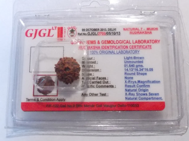 Rudraksha certificata - 7 Mukhi 1,64gr