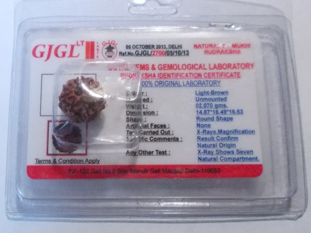 Rudraksha certificata - 7 Mukhi 2,07gr