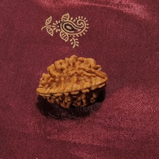 Rudraksha il seme curativo 2 facce