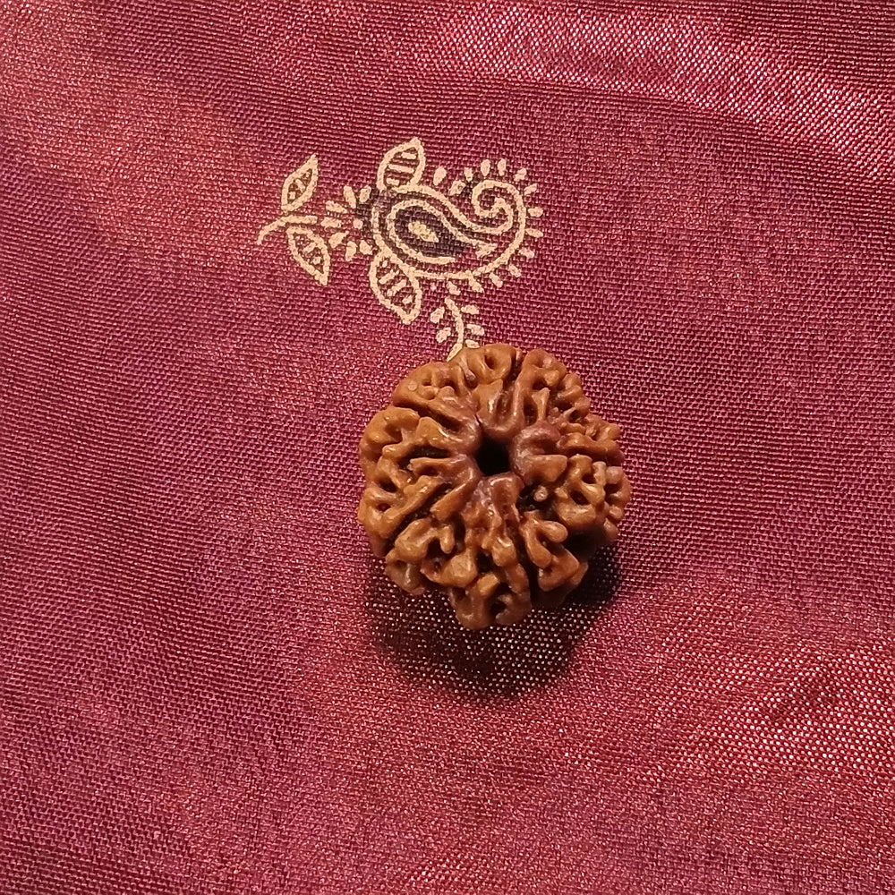 Cosa è Rudraksha