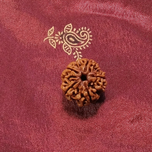 Cosa è Rudraksha