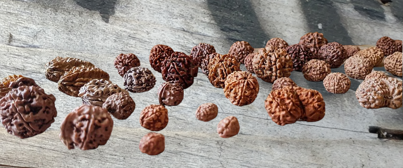 collezione rudraksha