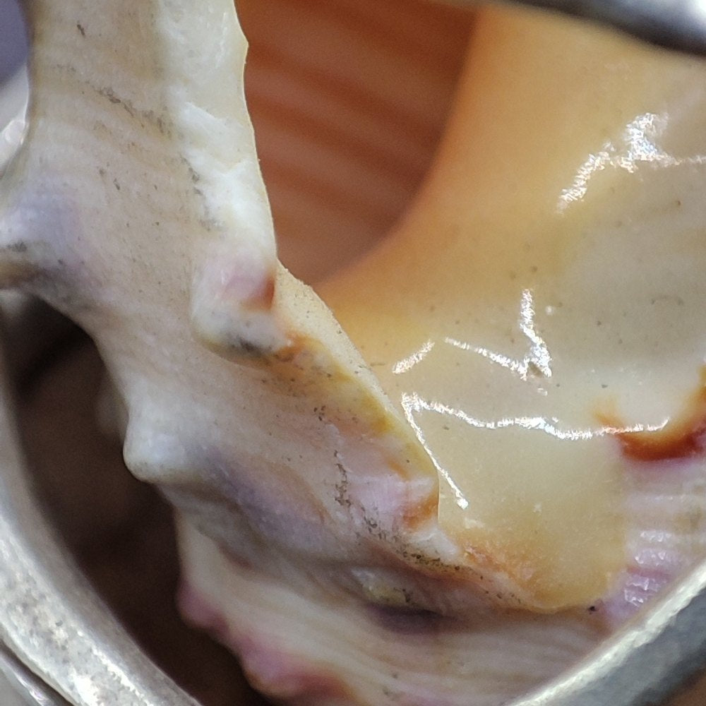 Anello artigianale in argento 925 con conchiglia - COQUILLE