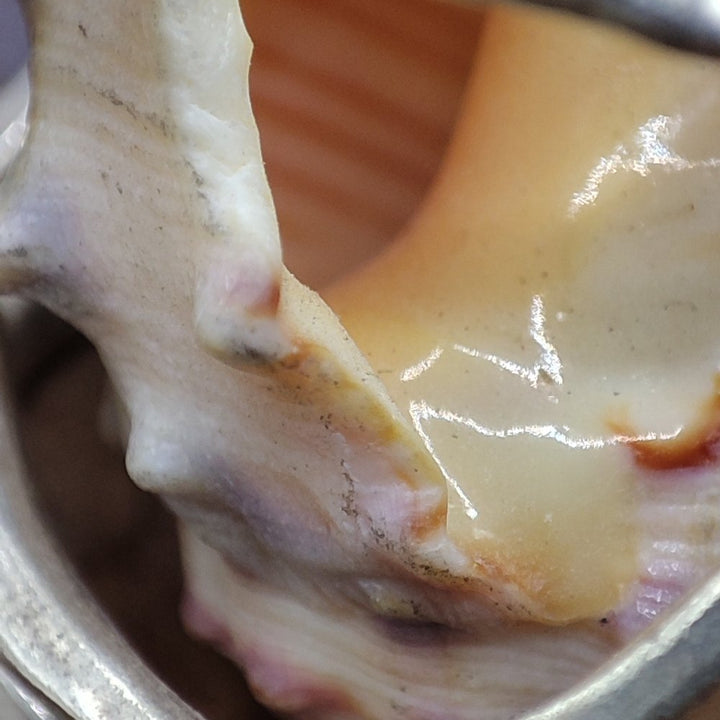 Anello artigianale in argento 925 con conchiglia - COQUILLE