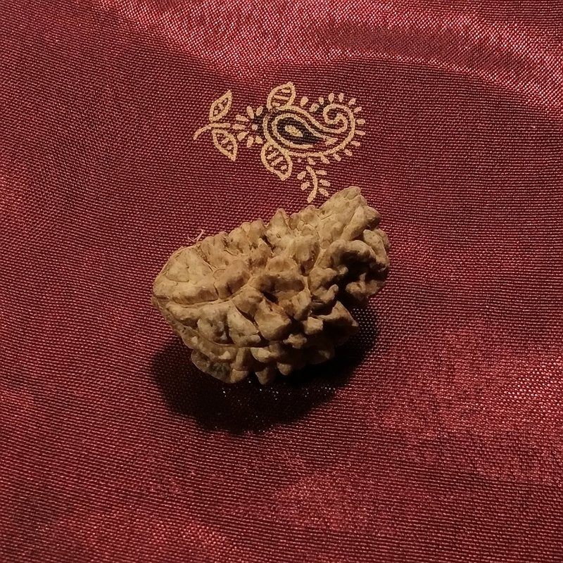 1 mukhi Rudraksha naturale - 1 faccia 3,22 gr