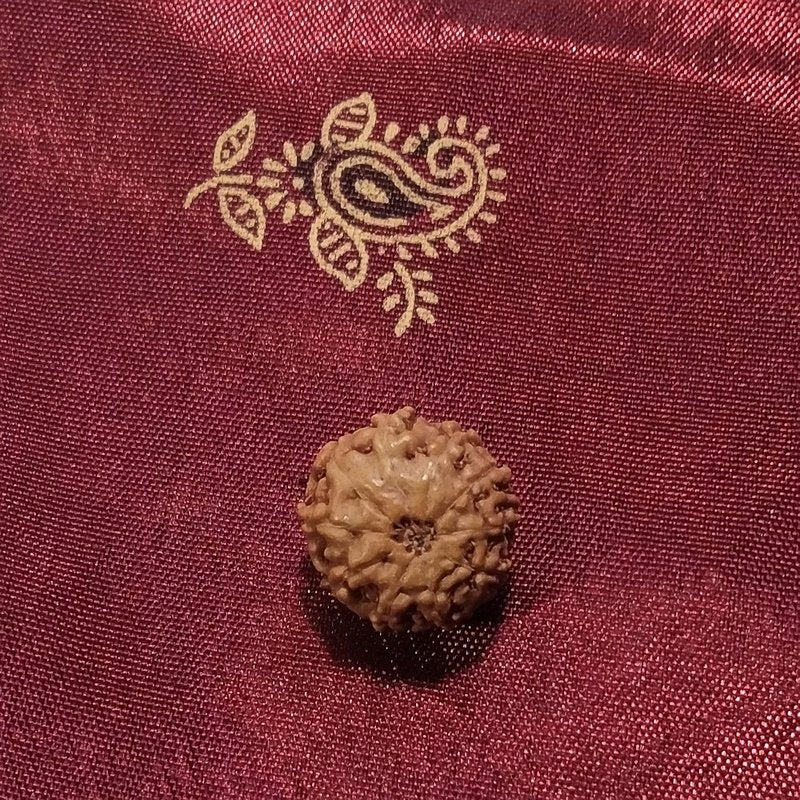 10 mukhi Rudraksha naturale - 10 facce 0,85 gr