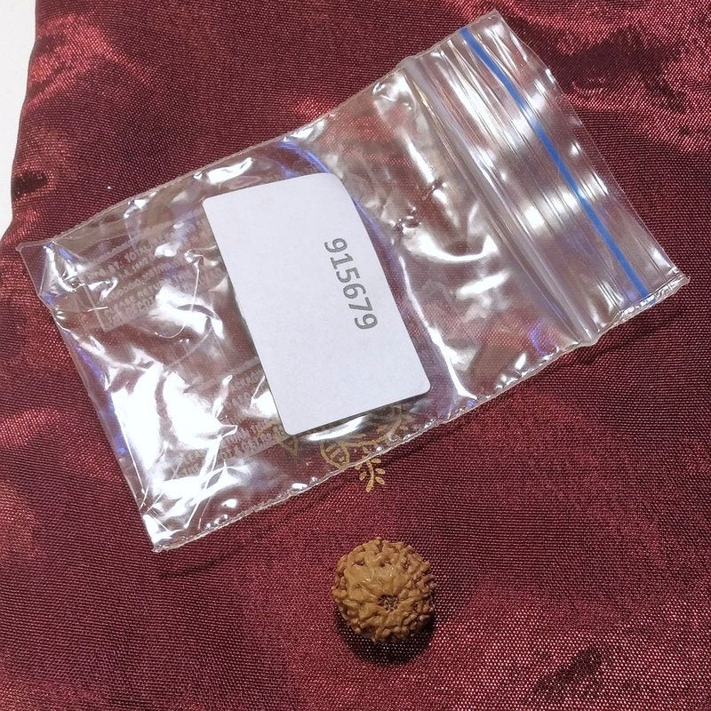 10 mukhi Rudraksha naturale - 10 facce 0,85 gr