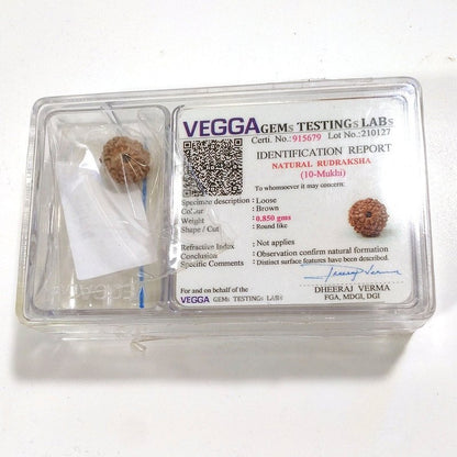 10 mukhi Rudraksha naturale - 10 facce 0,85 gr