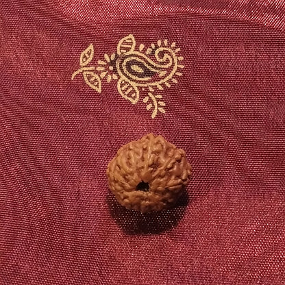 11 mukhi Rudraksha naturale - 11 facce 1,19 gr