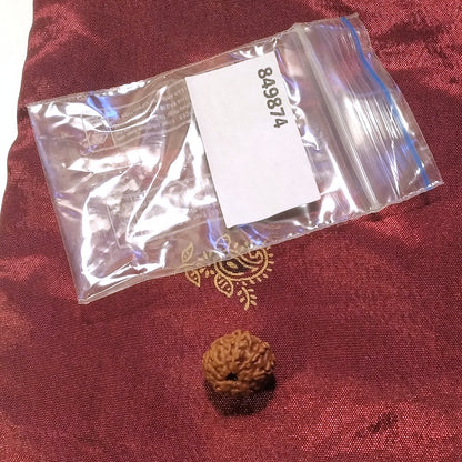 11 mukhi Rudraksha naturale - 11 facce 1,19 gr