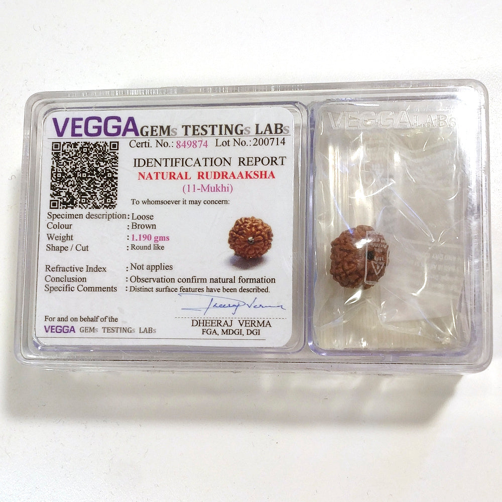 11 mukhi Rudraksha naturale - 11 facce 1,19 gr