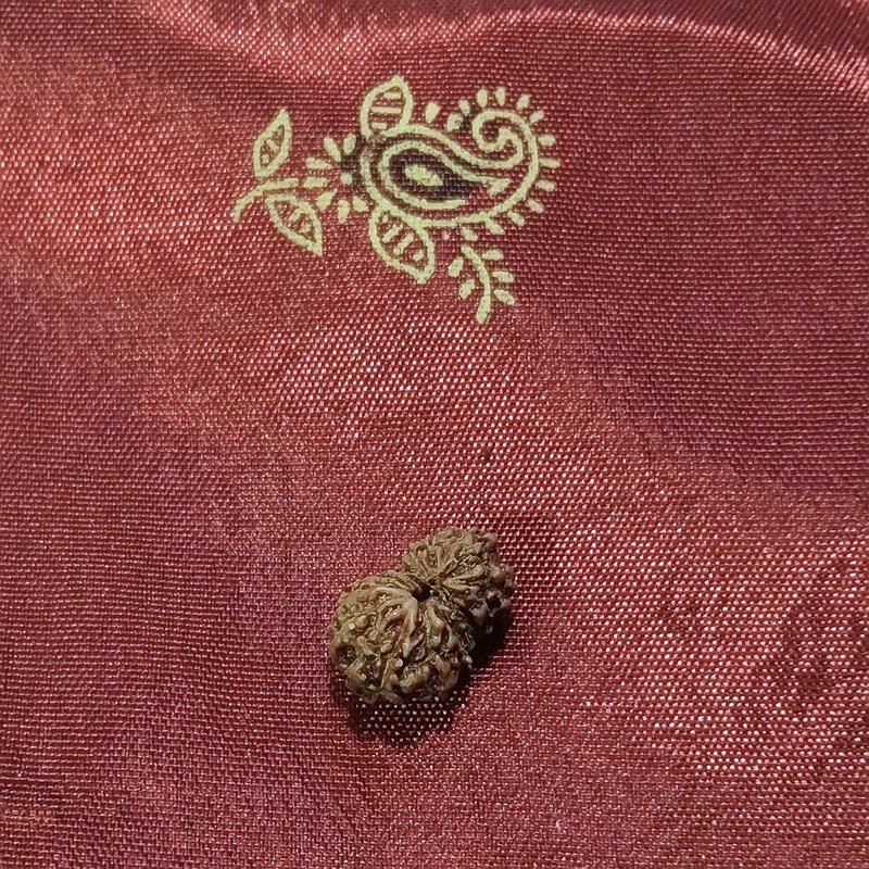 12 Mukhi Rudraksha naturale - 12 facce 0,41 gr