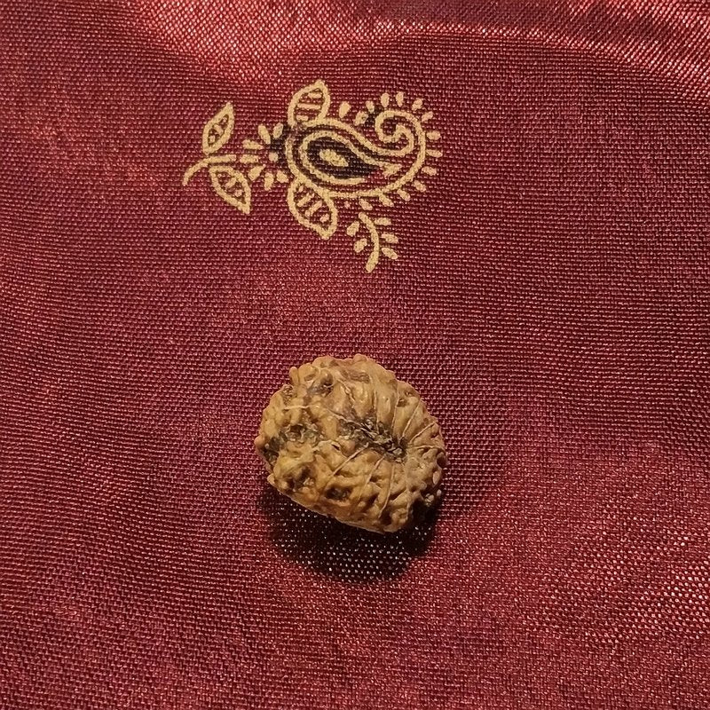 13 Mukhi Rudraksha naturale - 13 facce 0,98 gr