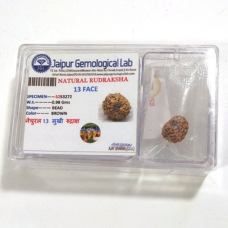 13 Mukhi Rudraksha naturale - 13 facce 0,98 gr