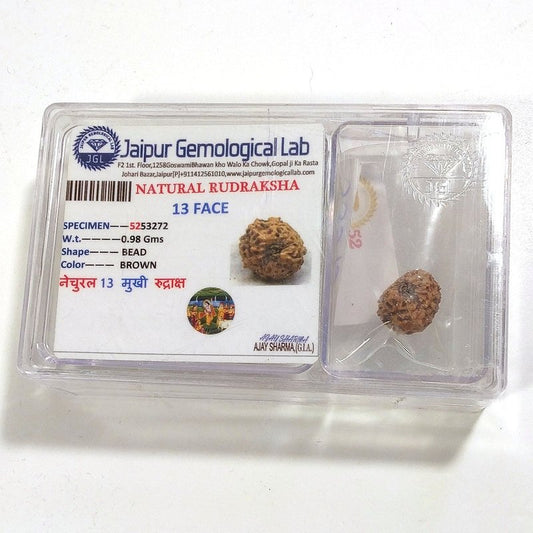 13 Mukhi Rudraksha naturale - 13 facce 0,98 gr