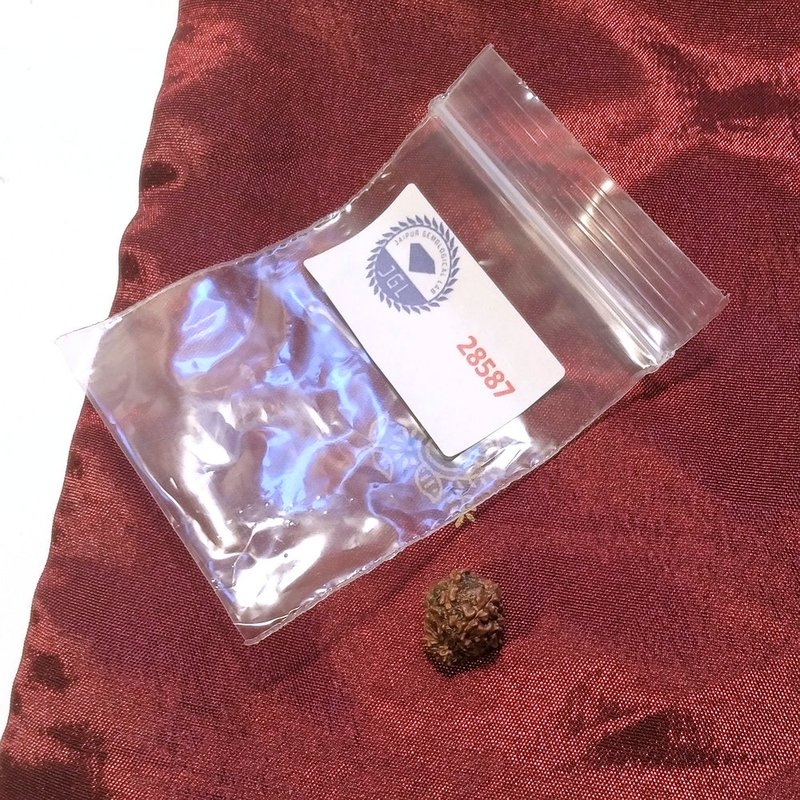 14 Mukhi Rudraksha naturale - 14 facce 0,65 gr