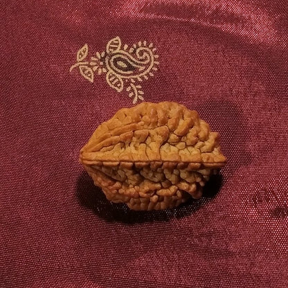 2 mukhi Rudraksha naturale - 2 facce 4,68 gr