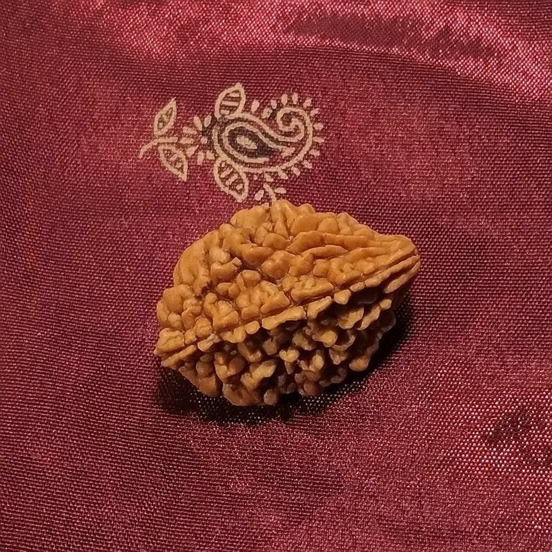 2 mukhi Rudraksha naturale - 2 facce 3,15 gr