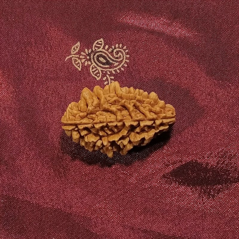 2 mukhi Rudraksha naturale - 2 facce 4,95 gr