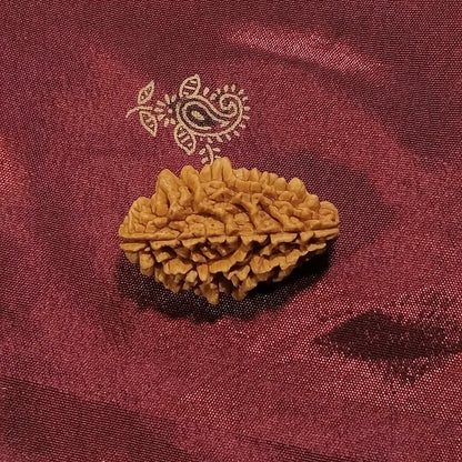 2 mukhi Rudraksha naturale - 2 facce 4,95 gr