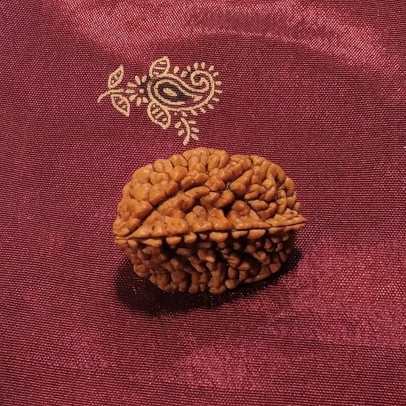 2 Mukhi Rudraksha naturale - 2 facce 3,67 gr – immagine2