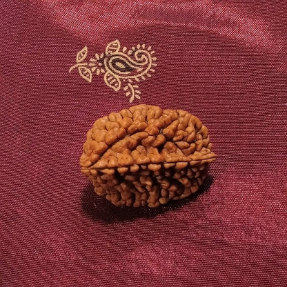 2 Mukhi Rudraksha naturale - 2 facce 3,67 gr – immagine2