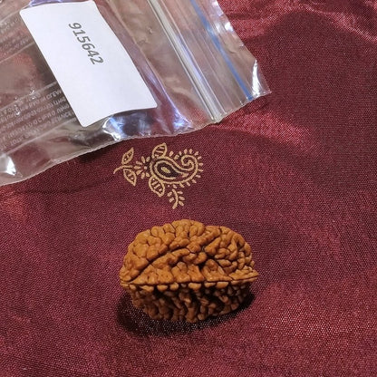 2 Mukhi Rudraksha naturale - 2 facce 3,67 gr – immagine3