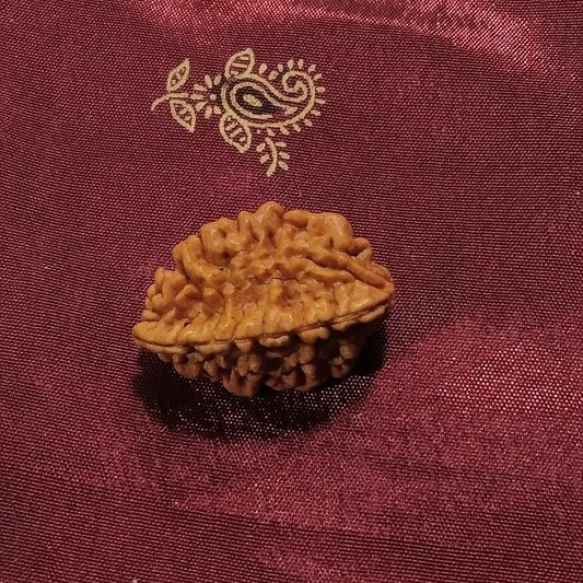 2 Mukhi Rudraksha naturale - 2 facce 3,85 gr