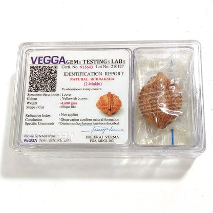 2 mukhi Rudraksha naturale - 2 facce 4,68 gr