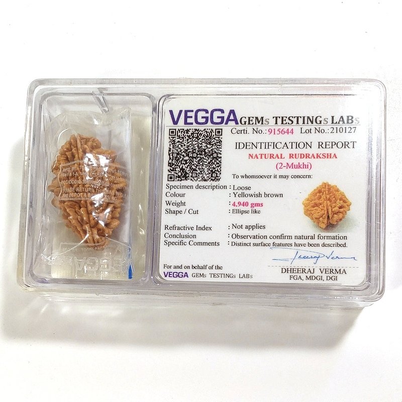 2 mukhi Rudraksha naturale - 2 facce 4,95 gr