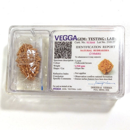 2 mukhi Rudraksha naturale - 2 facce 4,95 gr