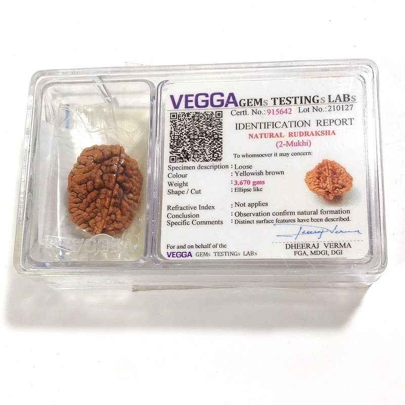 2 Mukhi Rudraksha naturale - 2 facce 3,67 gr