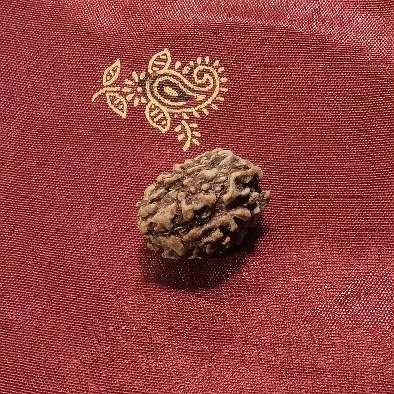 3 Mukhi Rudraksha naturale - 3 facce 1,7 gr