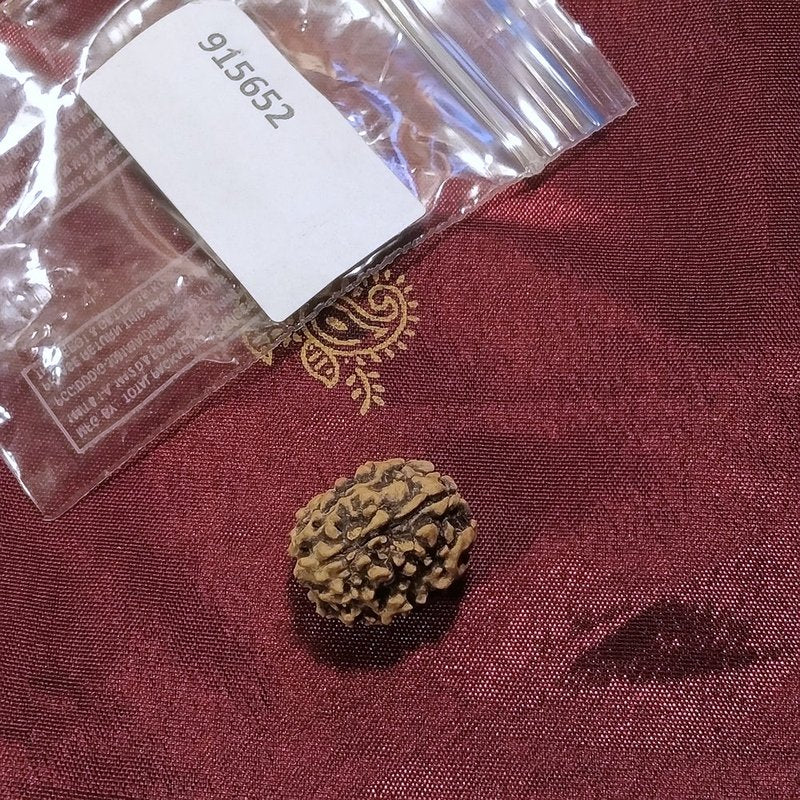 3 Mukhi Rudraksha naturale - 3 facce 1,79 gr
