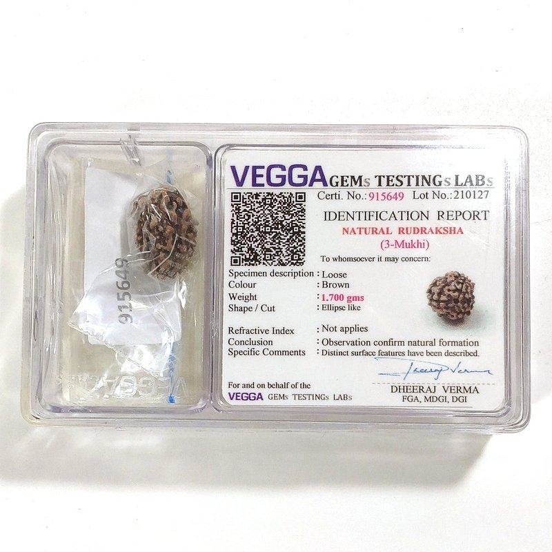 3 Mukhi Rudraksha naturale - 3 facce 1,7 gr