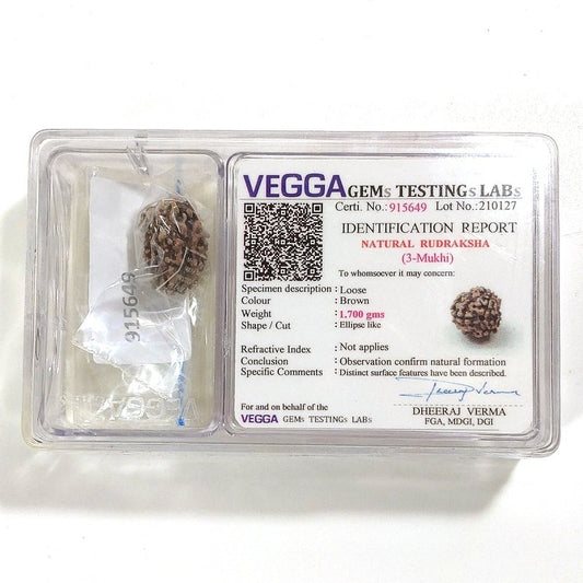3 Mukhi Rudraksha naturale - 3 facce 1,7 gr