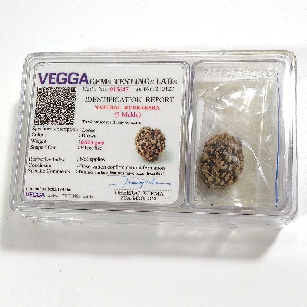3 Mukhi Rudraksha naturale - 3 facce 0,95 gr