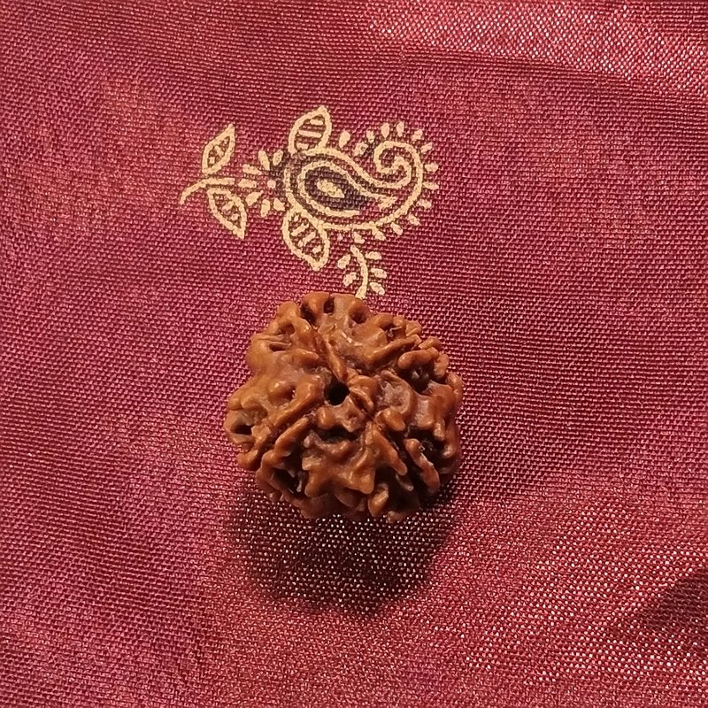 4 Mukhi Rudraksha naturale - 4 facce 2,55 gr