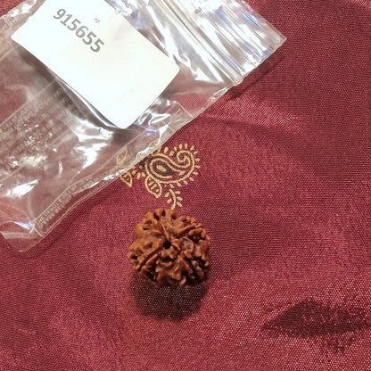 4 Mukhi Rudraksha naturale - 4 facce 2,55 gr