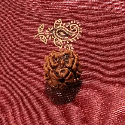 4 Mukhi Rudraksha naturale - 4 facce 1,93 grammi