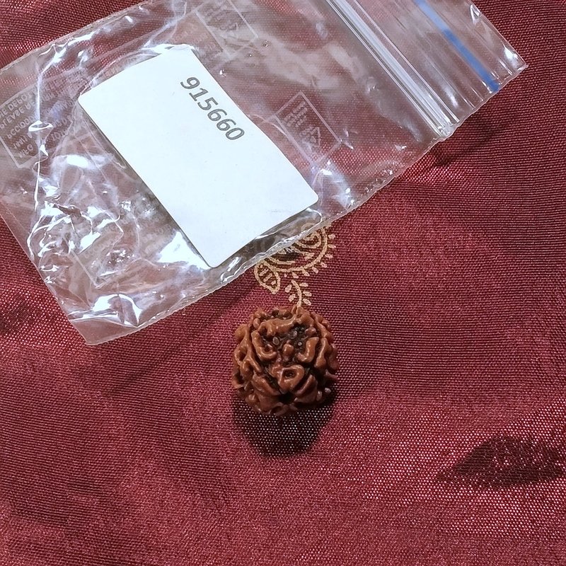4 Mukhi Rudraksha naturale - 4 facce 1,93 grammi