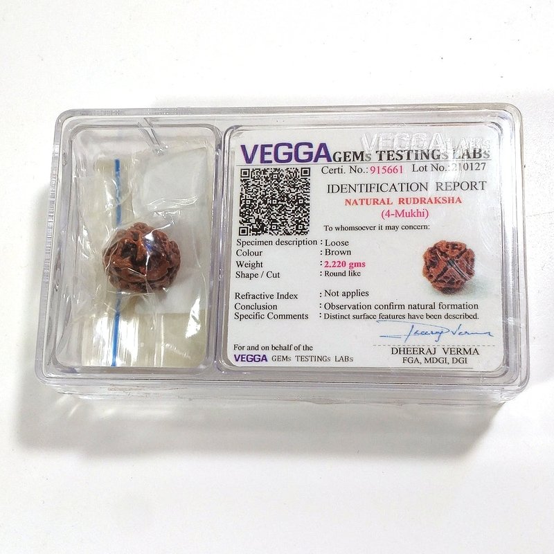 4 Mukhi Rudraksha naturale - 4 facce 2,2 gr