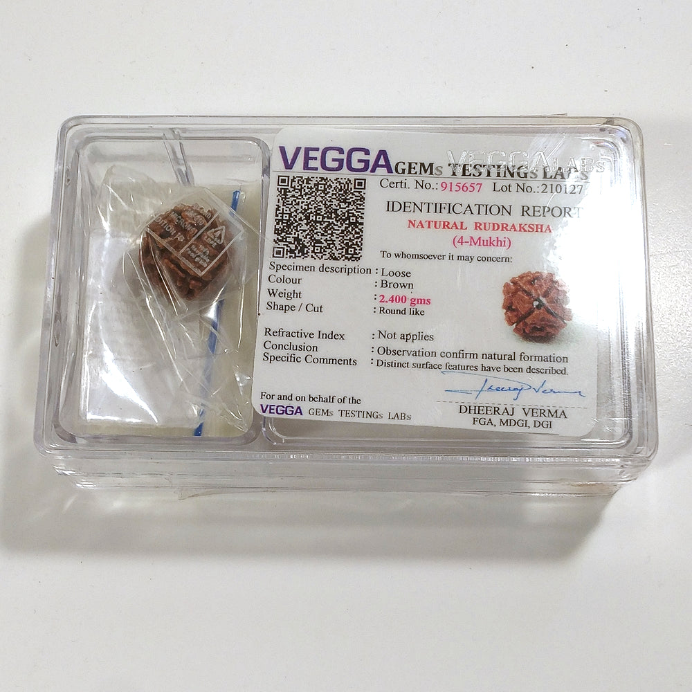 4 Mukhi Rudraksha naturale - 4 facce 2,4 gr